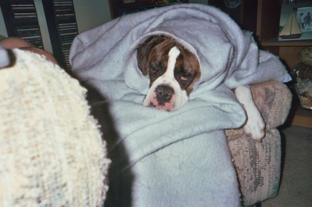 Snuggles Buggles