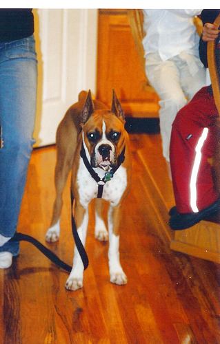 So, can we go for a walk yet?