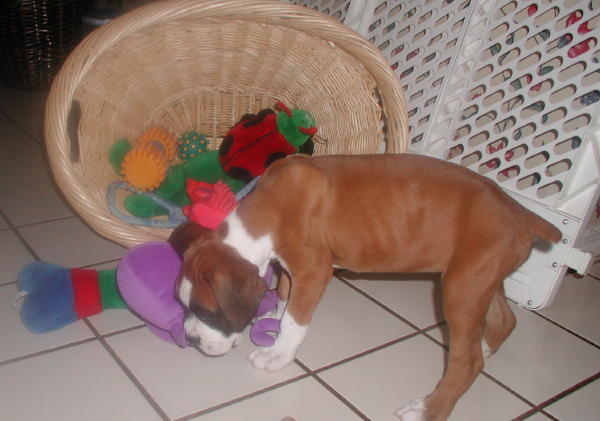 So Many Toys