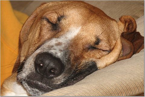 So Sleepy