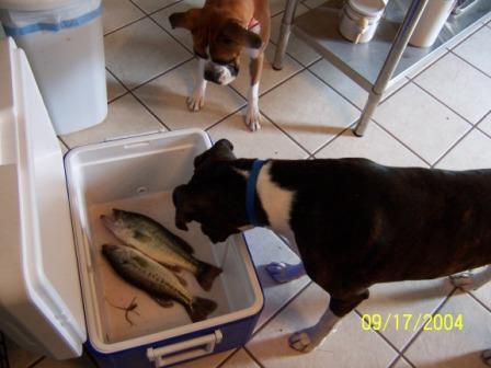 So this is fish...