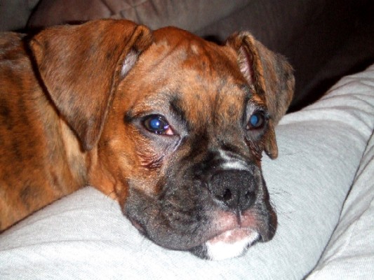 So Tired..... 11 weeks old