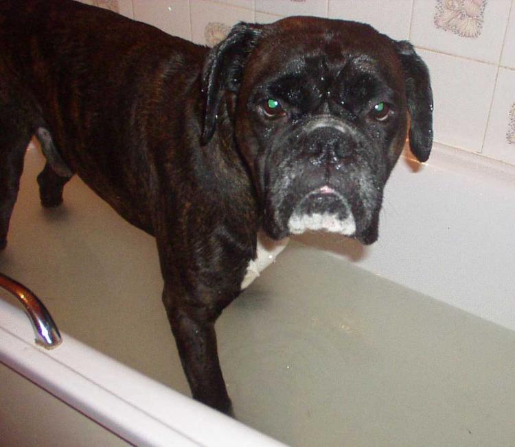 Soapy Boxer