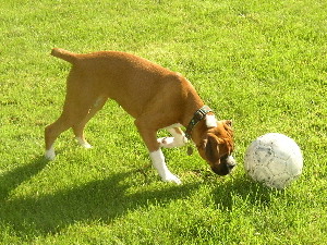 Soccer Ball #1,225