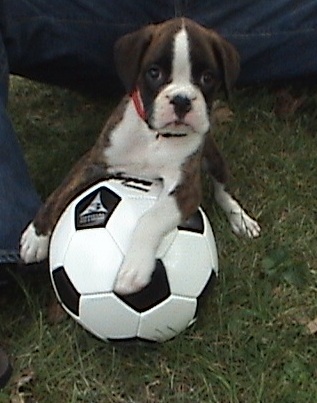 Soccer Pup