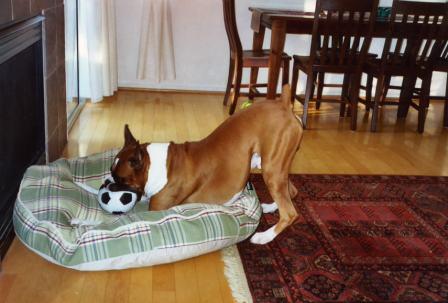 soccer_player