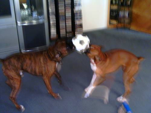 soccerdawgs