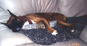 Sofa Hog