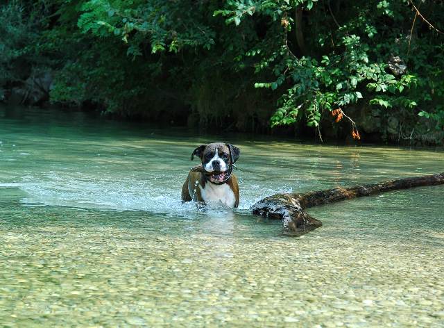 Soggy dog