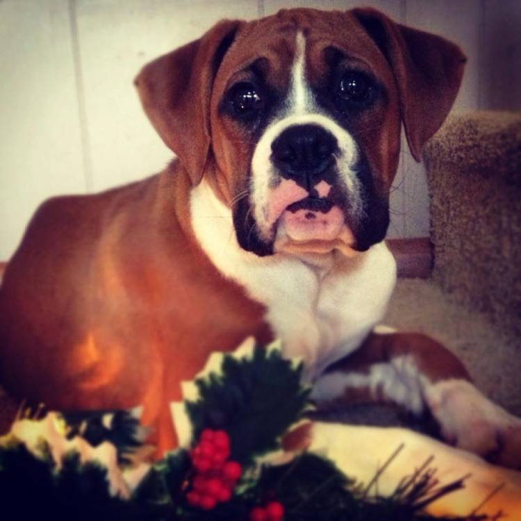 Sola's 1st Christmas
