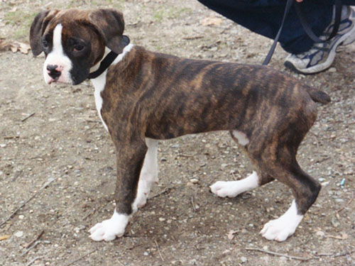 some first pics of cassius