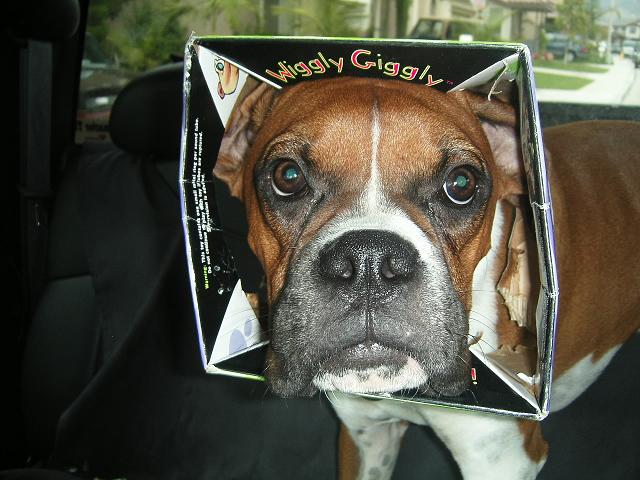 Sometimes the box is more fun than the TOY!!!