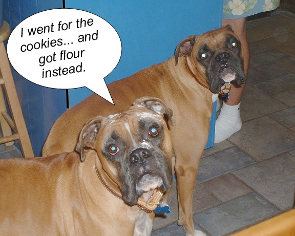 Sometimes trying to sneak a cookie just doesn't pay...