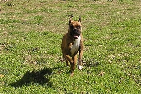 Sonia run