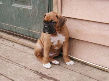 Sonny_at_7_weeks