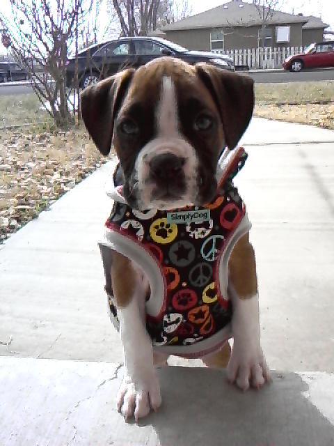 Sookie