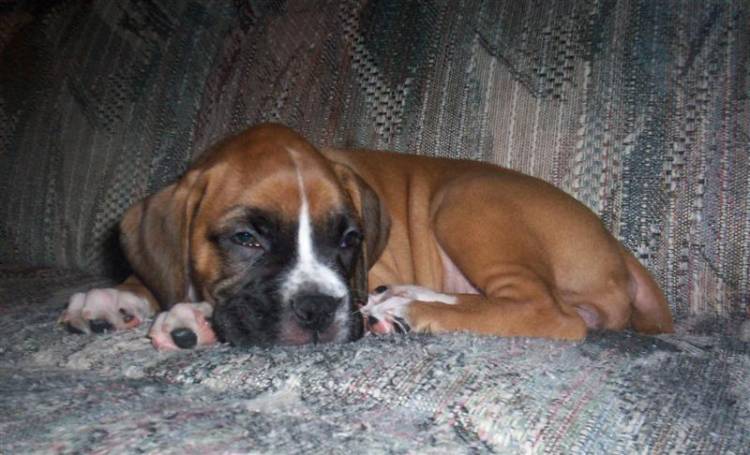 Sophia-Anne  7 Weeks