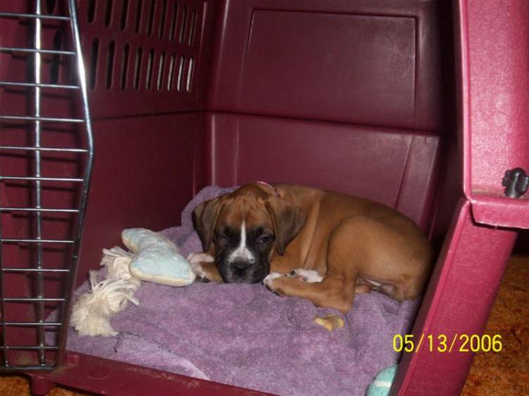 Sophia-Anne in her Crate