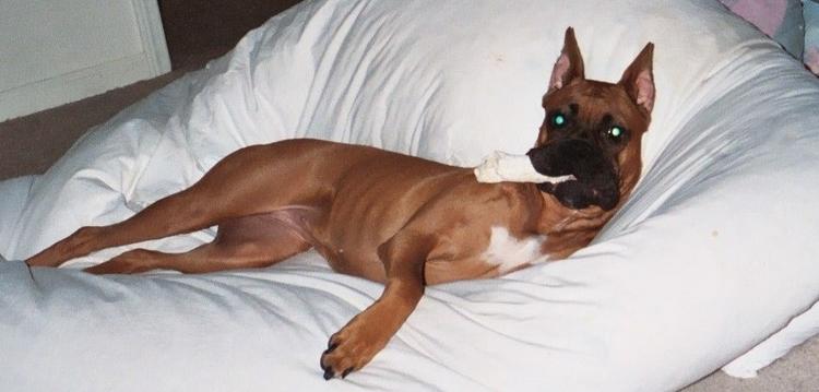 Sophia Queen of the Comforter