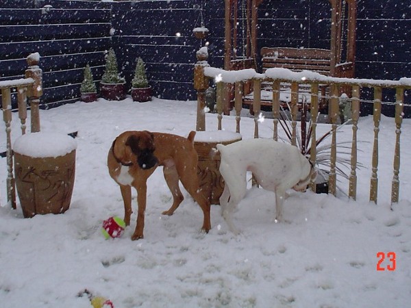 sophie and blaze in the edinburgh snow