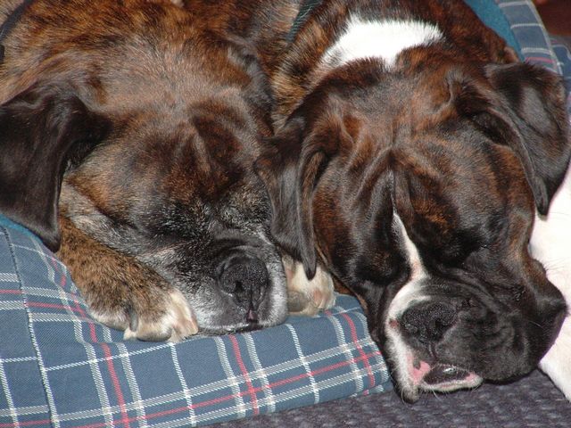 Sophie and Dino