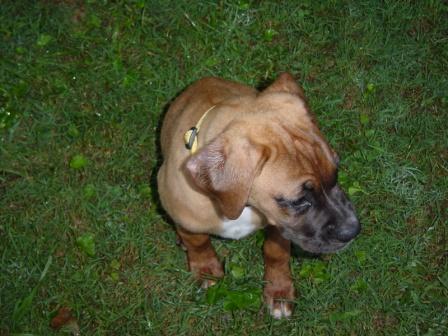 Sophie checking out the new backyard.