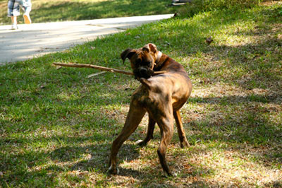 Sophie Easter Fetch