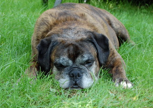 Sophie in the Grass