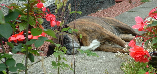 Sophie on Patrol - not!