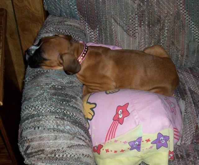 Sophie Sleeping