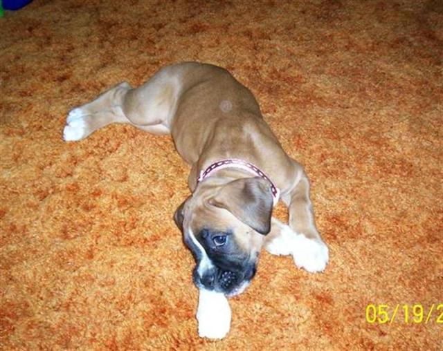 Sophie with Rawhide