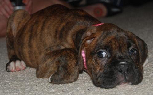 sophiepuppy