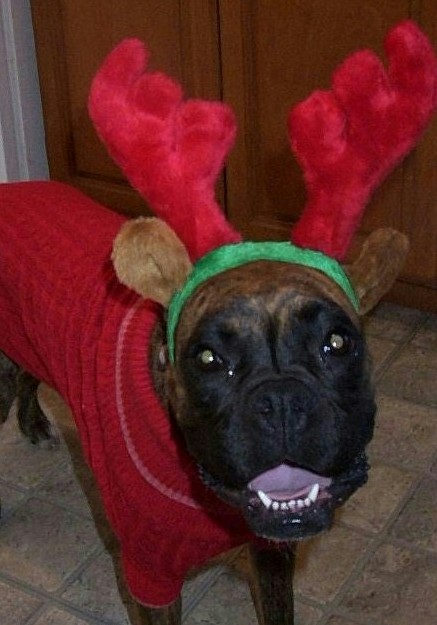 Sophie's Christmas Outfit