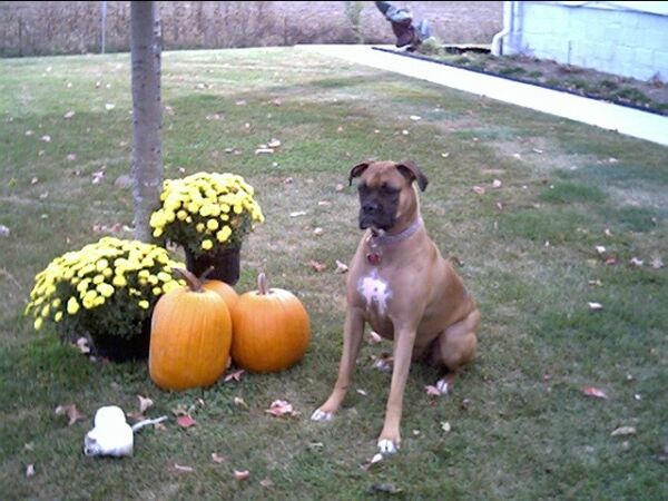 Sophie's Fall Photo