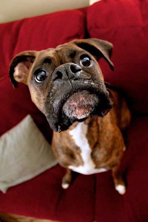 Sophie's Portrait