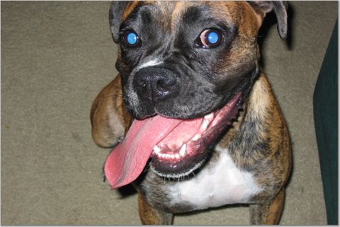 sophie's tounge