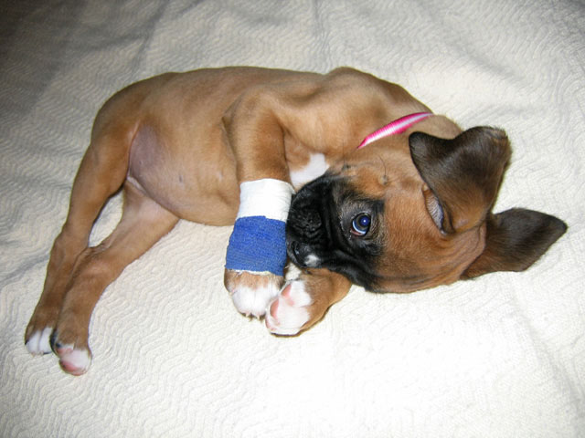 Sore Paw 5.20.05