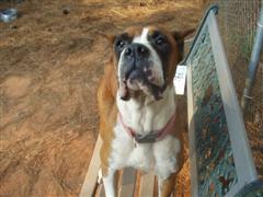 Southern Grace's Shelter Photo