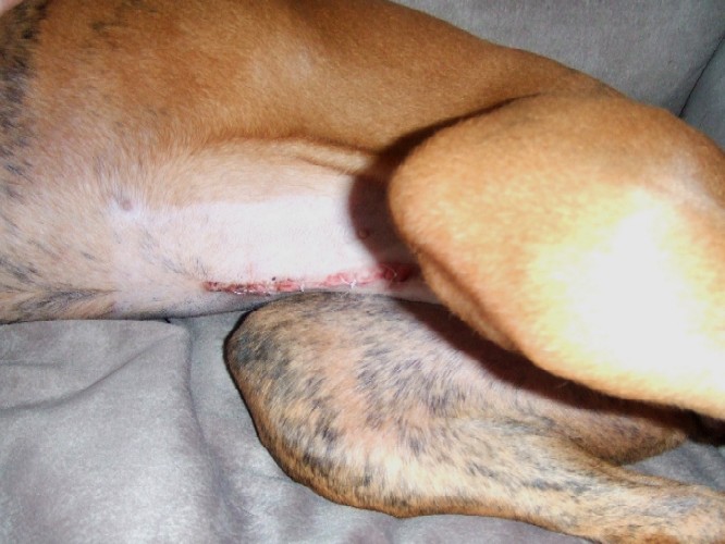 Spay Incision