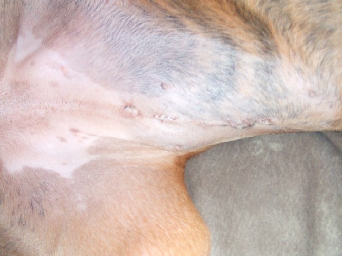 Spay Scar