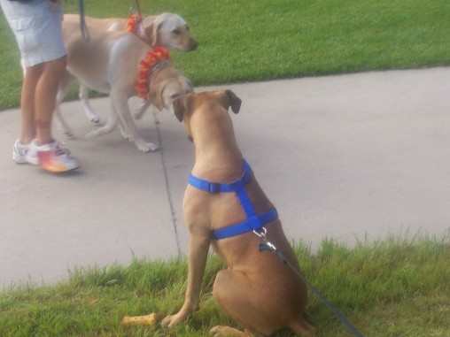 SPCA Wag N Walk