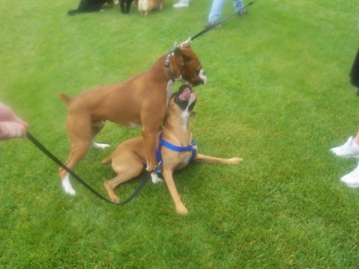 SPCA WagNWalk 2