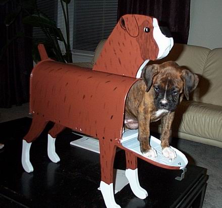 Special Boxer Mail Delivery