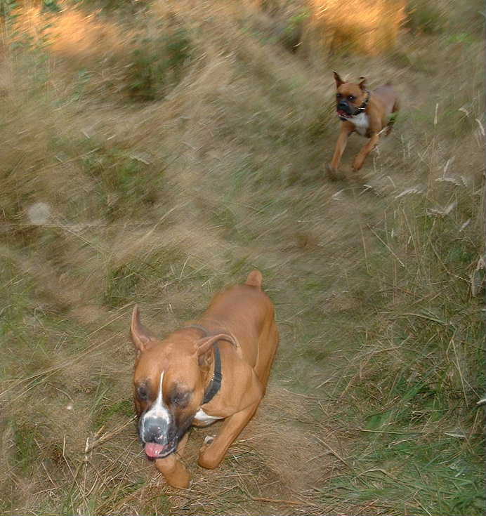 Speed Demons