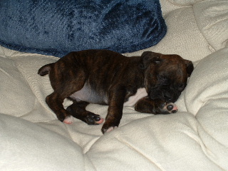 Spencer napping