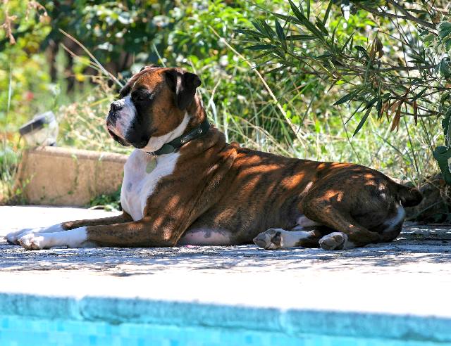 Sphinx