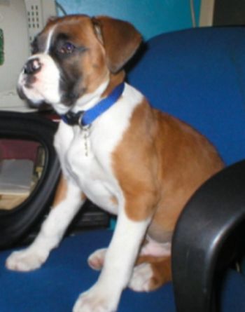 spike 11 weeks old
