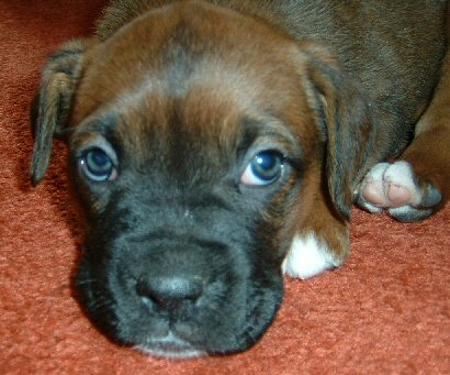 Spike Aged 7weeks (2)
