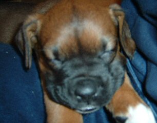 Spike Aged 7weeks (4)