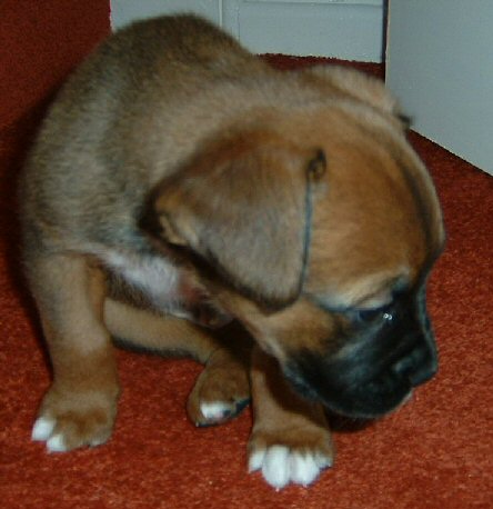 Spike Aged 7weeks (5)